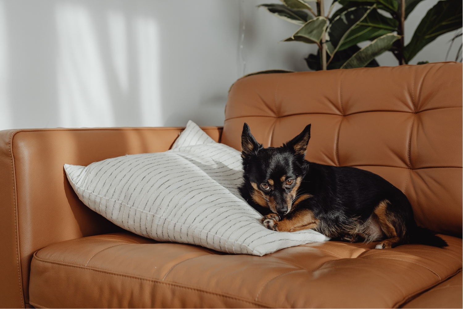 Dog relaxing in apartment