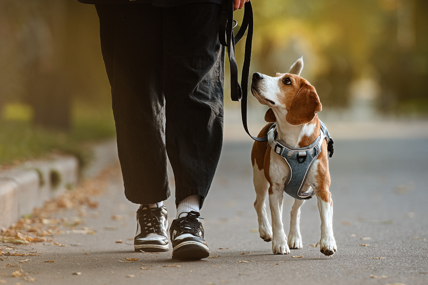 Resident walking medium-sized dog